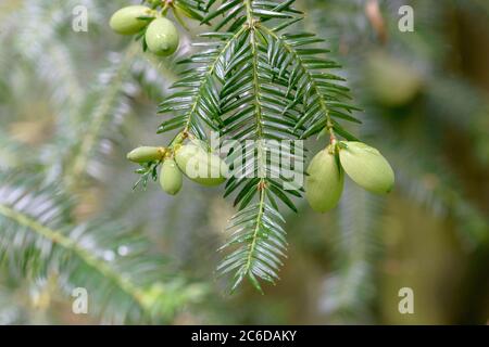 Japanische Nusseibe, Torreya nucifera, Torreya nucifera, Torreya nucifera Foto Stock