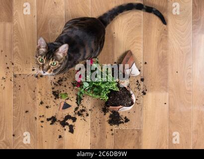 Il toyger domestico di razza del gatto ha caduto e rotto la pentola del fiore con le rose rosse e sembra colpevole. Concetto di danno da animali domestici. Vista dall'alto. Foto Stock