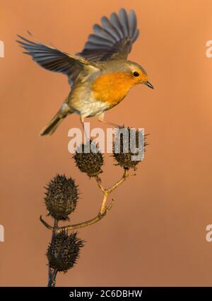 Wintering europeo Robin (Erithacus rubustecula) in Italia. Equilibratura sulla cima di pianta piccola. Foto Stock