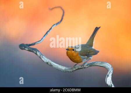 Wintering europeo Robin (Erithacus rubustecula) in Italia. Appollaiato su un piccolo ramoscello su uno sfondo colorato. Foto Stock