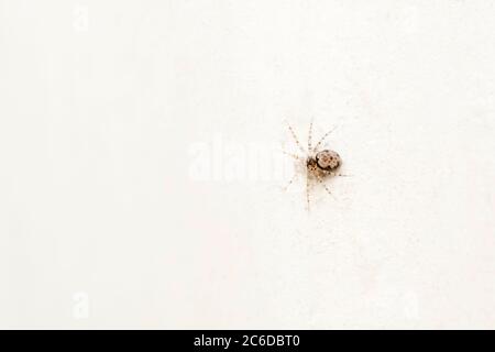 CIVITAS ragno da parete, Oecobius civitas, Oecobiidae, Pune, Maharashtra, India Foto Stock