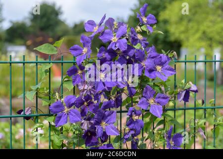 Waldrebe, Clematis Jackmanii Superba, Clematis, Clematis Jackmanii Superba Foto Stock