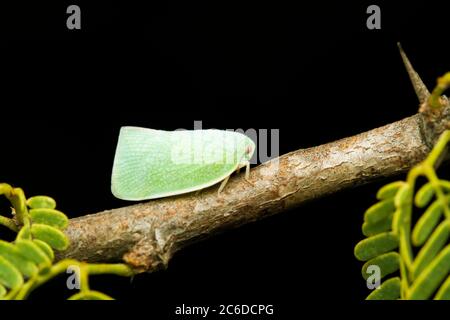 Plantopper conosciuto anche come Fish Moth, Siphanta acuta, Satara, Maharashtra, India Foto Stock