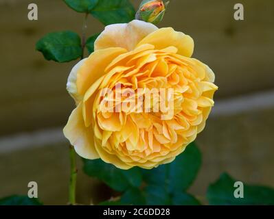 Rose Crown Princess Margareta Foto Stock