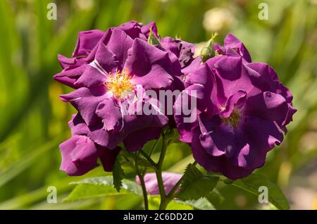 Rose Rapsodia in Blu Foto Stock