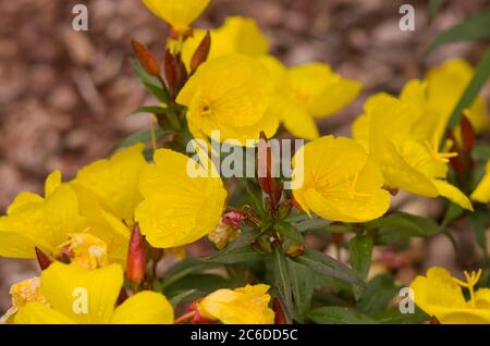 Oenothera fruticosa subsp. glauca 'Sonnenwende' Foto Stock