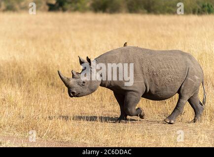 Rinoceronte nero con labbro superiore agganciato, Riserva Nazionale di Maasai Mara, Africa Foto Stock