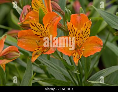 Alstroemeria 'Orange Supreme Foto Stock