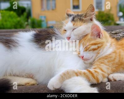 Il soffice gatto multicolore bruna bruccia delicatamente un gattino rosso. Una famiglia di gatti dorme su un tetto all'aperto in una giornata nuvolosa. Amore dei genitori degli animali. Foto Stock