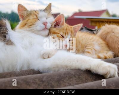 Il soffice gatto multicolore bruna bruccia delicatamente un gattino rosso. Una famiglia di gatti dorme su un tetto all'aperto in una giornata nuvolosa. Amore dei genitori degli animali. Foto Stock