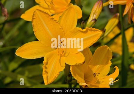 Hemerocallis Cartwheels Foto Stock