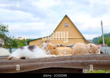 Il soffice gatto multicolore bruna bruccia delicatamente un gattino rosso. Una famiglia di gatti dorme su un tetto all'aperto in una giornata nuvolosa. Amore dei genitori degli animali. Foto Stock