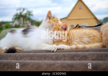 Il soffice gatto multicolore bruna bruccia delicatamente un gattino rosso. Una famiglia di gatti dorme su un tetto all'aperto in una giornata nuvolosa. Amore dei genitori degli animali. Foto Stock