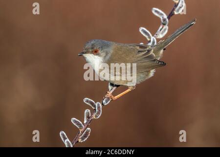 Warbler sardo (Sylvia melanocephala), un'inverno immaturo in Italia Foto Stock