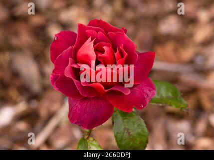 Rose di Cioccolato Caldo Foto Stock