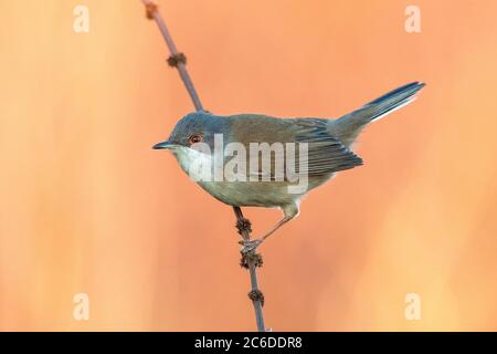 Warbler sardo (Sylvia melanocephala), un'inverno immaturo in Italia Foto Stock