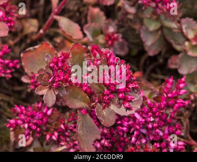 Sedum spurium Fuldaglut Foto Stock