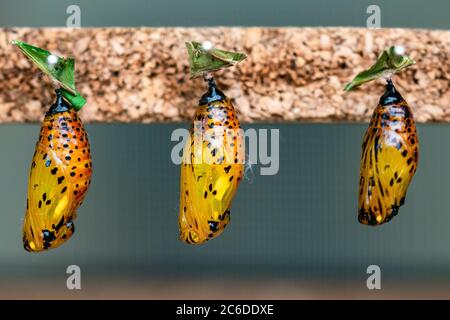 un'immagine ravvicinata di tre farfalle´s ancora nelle loro forme di crisalide gialle che cambiano da caterpillar Foto Stock