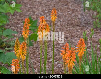 Kniphofia "Fiery Fred" Foto Stock