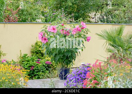 Sommer-Garten, Sumpf-Eibisch , Hibiscus Mauvelous, Giardino d'Estate, Swamp Hibiscus, Hibiscus Mauvelous Foto Stock