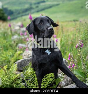 Black Labrador Retriever cucciolo in piedi con attenzione su un vecchio muro di pietra in un campo di erba lunga nelle campsie Fells Foto Stock