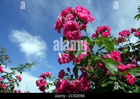 Giardino rosa scalatore fiori di bellezza contro il cielo blu Foto Stock