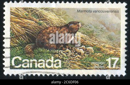 CANADA - CIRCA 1981: Francobollo stampato dal Canada, mostra Vancouver Island Marmot, di Michael Dumas, circa 1981 Foto Stock