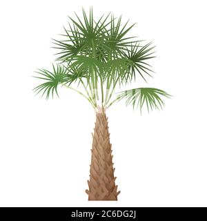 Esotico tropicale alto dettagliato palme isolato Illustrazione Vettoriale