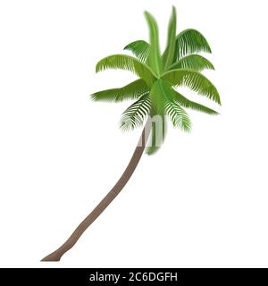 Esotico vettore tropicale Coco nut alto dettagliato palma isolato Illustrazione Vettoriale