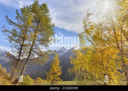 bel fogliame dorato di alberi in montagna alpina Foto Stock