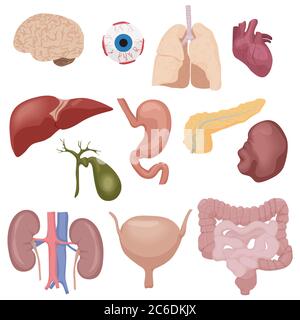 Parti interne del corpo umano, organi isolati. Illustrazione vettoriale Illustrazione Vettoriale