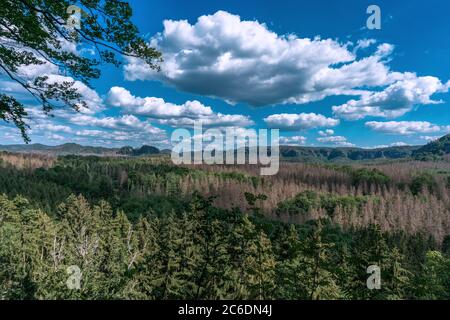 Alberi di marrone morto attraverso la valle guardando a sud dalla formazione rocciosa Kuhstall in Svizzera sassone Foto Stock