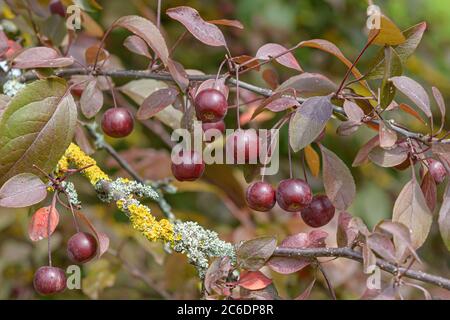 Zier-Apfel, Malus COCCINELLA, mela ornamentale, Malus COCCINELLA Foto Stock