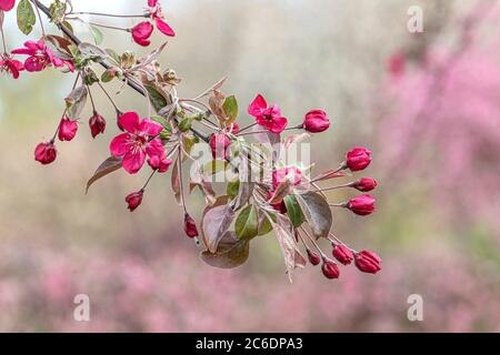 Zier-Apfel, Malus COCCINELLA, mela ornamentale, Malus COCCINELLA Foto Stock