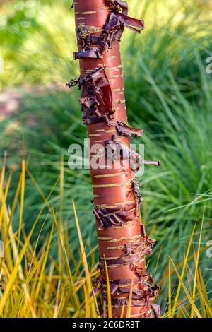 Mahagoni-Kirsche, Prunus serrolata, Neuseeland-Iris, Libertia peregrinans, Mogano ciliegia, Prunus serrolata, Nuova Zelanda Iris, Libertia Peregrinans Foto Stock