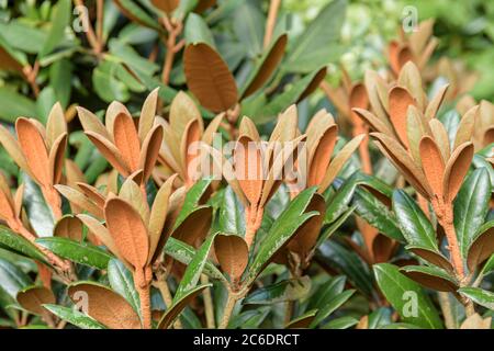 Alpenrose, Rhododendron Hydon Velvet, Alpenrose, Rhodendron Hydon Velvet Foto Stock