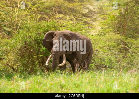 Singolo laone africano Bush Elefante (Loxodonta africana) fotografato in natura Foto Stock