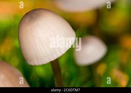 Funghi selvatici, Parco Nazionale Guadarrama, Segovia, Castiglia e León, Spagna, Europa Foto Stock