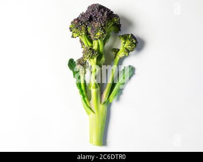 Un gambo di broccoli porpora isolato su sfondo bianco Foto Stock