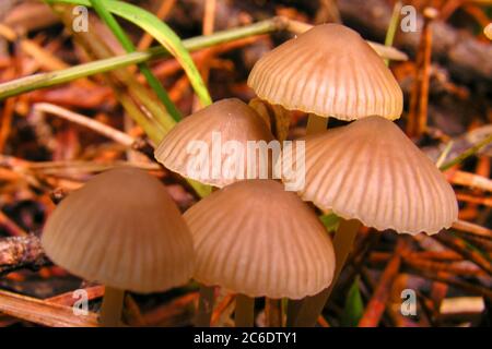 Funghi selvatici, Parco Nazionale Guadarrama, Segovia, Castiglia e León, Spagna, Europa Foto Stock