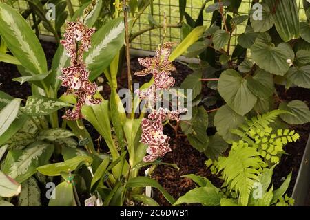 Orchidea delle farfalle marrone e bianca, Australia Foto Stock
