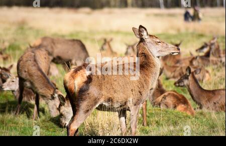 cervi selvatici che pascolano nelle praterie Foto Stock