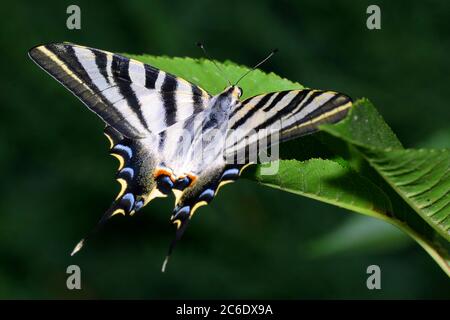 Iberian scarce Swallowtail Butterfly, Iphiclides feisthamelii, Guadarrama National Park, Segovia, Castiglia e Leon, Spagna, Europa Foto Stock