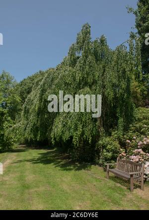 Estate Foliage di un albero piangente di Katsura (Cercidiphylllum japonicum 'Pendulum') che cresce in un giardino con un cielo blu luminoso sfondo in Devon rurale Foto Stock