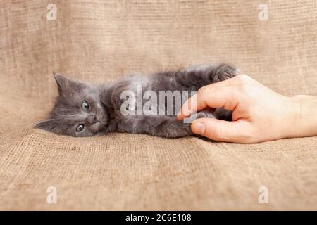 Divertente gatto pazzo, gattino grigio cenere giace su un straccio marrone, gattino morbido va pazzo. Animale domestico divertente. Foto Stock