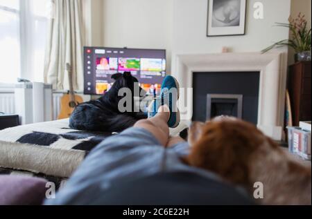 POV uomo e cani rilassarsi e guardare la TV in soggiorno Foto Stock
