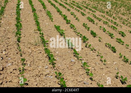 Campo con pianta di soia, glicina max Foto Stock