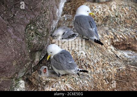 KITTIWAKE (Rissa tridactyla) con pulcino sulla sporgenza nidificanti, Scozia, Regno Unito. Foto Stock