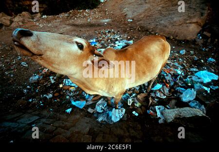 Mucca mangiare sacchetto di plastica scaricato in campagna, rifiuti, Karnataka, India, Asia Foto Stock