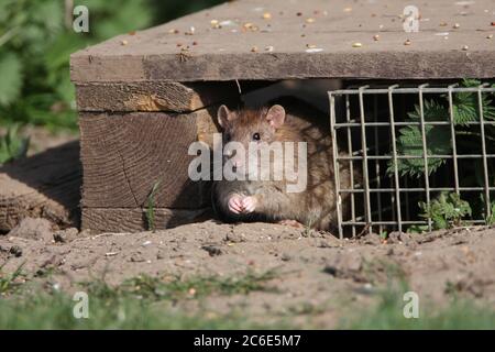 MARRONE RAT, REGNO UNITO. Foto Stock